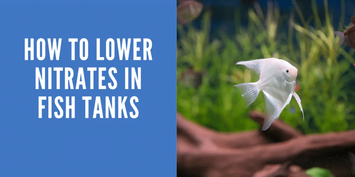 How To Lower Nitrates in Fish Tank